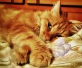 Μια γάτα που κακοποιήθηκε στη Σύρο βρέθηκε από τα αλώνια στα σαλόνια στην κυριολεξία